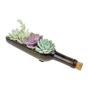Succulent Wine Bottle Planter - Perfect Gift Idea