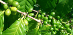 Green Coffee Bean Extract Supplement for Weight Loss