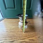 34oz Pour Over Coffee Maker with Cork Grip