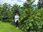 100% Kona Hawaiian Peaberry Coffee Beans, Medium Roast