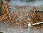 100% Kona Hawaiian Peaberry Coffee Beans, Medium Roast
