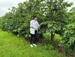100% Hawaiian Kona Coffee Beans, Medium Roast 2lb