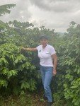 100% Hawaiian Kona Coffee Beans, Medium Roast 2lb