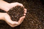 Jamaican Blue Mountain Medium Roast Coffee Beans 1lb