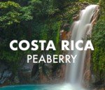 Costa Rican Tarrazu Peaberry Medium Roast Coffee