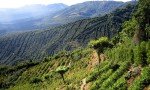 Costa Rican Tarrazu Peaberry Medium Roast Coffee