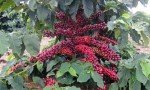 Costa Rican Tarrazu Peaberry Medium Roast Coffee