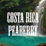 Costa Rican Tarrazu Peaberry Medium Roast Coffee