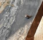 Vintage Gruen Ocean Chief dive watch steel waterproof 5.6mm crown 560rss Tap 10