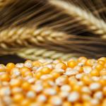 Whiskey Yeast DADY with Amylase Enzyme