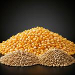 Grains for Brewing Whiskey Bourbon Moonshine +Yeast +Enzyme +Wood Ships FREE!