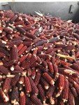 Bloody Butcher Cracked Corn for Moonshine 20 lbs