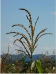 Yellow Dent Corn for Moonshine Distilling - 40 lbs