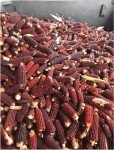 Bloody Butcher Corn Milled for Moonshine 40 lbs