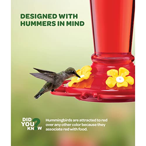 Hummingbird Feeder 10 oz - Set of 2, Outdoor Feeders