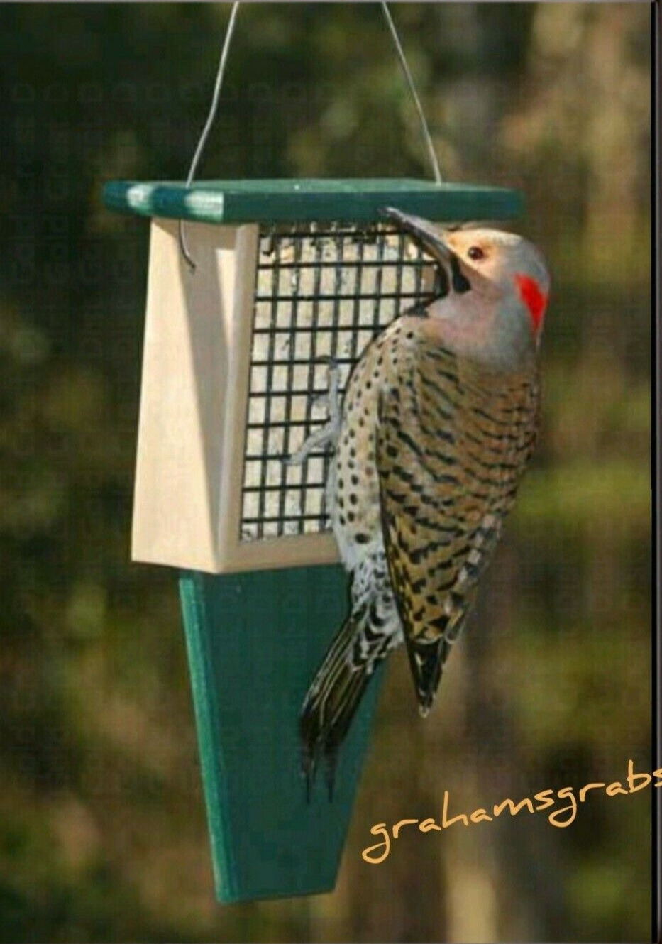 Recycled Green & Driftwood Suet Bird Feeder with Woodpecker Tail Prop