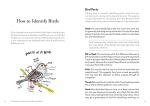 Guide to Stupid Wild Birds in Nature