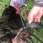 100 Grain 6 Pack Turkey Hunting Broadheads