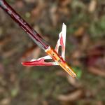 LEANPRO 6-Pack Mechanical Hunting Broadheads, 100 Grains