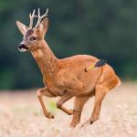 80lbs Self-Cocking Recurve Crossbow - 225+ FPS