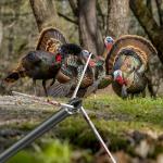 KEAUP 6-Pack Hunting Arrows with Lighted Nocks