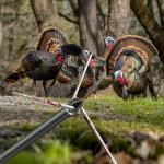 6 Pack Turkey Hunting Broadheads 100/125 Grain