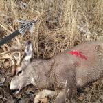 4-Blade Hybrid Broadhead 4 Pack for Archery