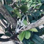 100 Grain 6 Pack Fixed Blade Hunting Broadheads