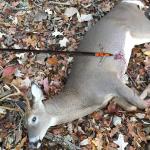 20-Inch Carbon Crossbow Bolts with Broadheads