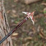 20-Inch Carbon Crossbow Bolts with Broadheads and Nocks