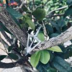 100 Grain Fixed Blade Broadhead 6 Pack