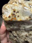 Cold Water Agate Gemstone Minnesota Lapidary Rough Limonite 2lb+ Display