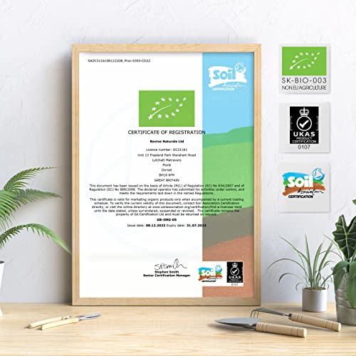 Organic Matcha Green Tea Extract - Turmeric Boosted