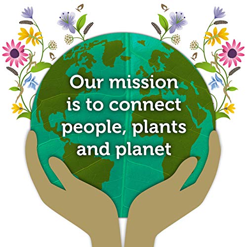 Organic Matcha Green Tea Variety Pack - 4 Packs