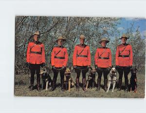 Royal Canadian Mounties Action Postcard