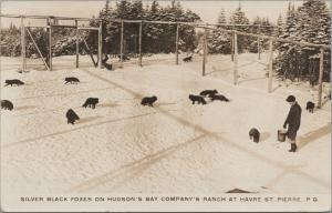 Vintage Hudson's Bay Company Foxes Postcard