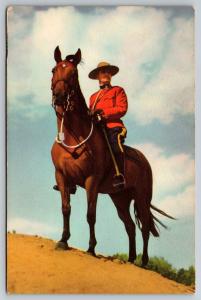 Royal Canadian Mounted Police Horse Postcard