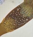1970s Hand Painted Canadian Mist Pheasant Art