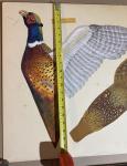 1970s Hand Painted Canadian Mist Pheasant Art
