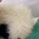 Hudson's Bay Striped Wool Hooded Parka S/M