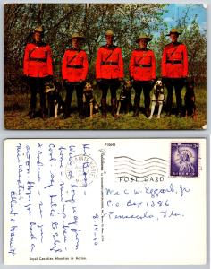 Royal Canadian Mounties Vintage Action Postcard