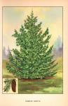 1926 Canadian Hemlock Vintage Art Print