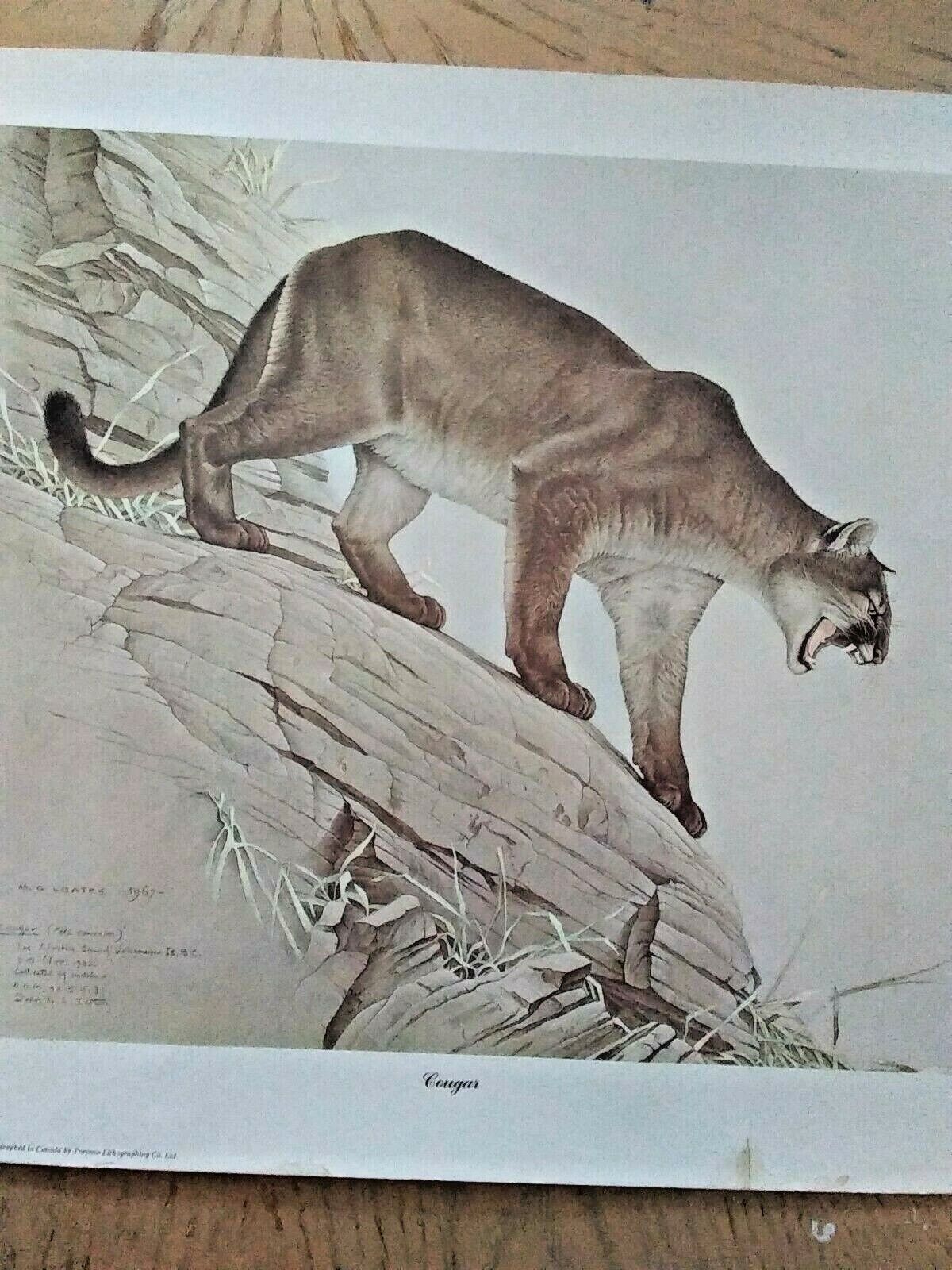 Glen Loates Lithographed Canadian Wildlife Reproduction - Vintage Cougar