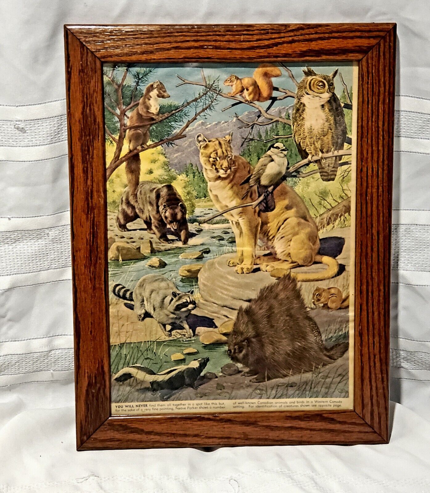 Parker Print: Animals of Canada in Vintage Frame