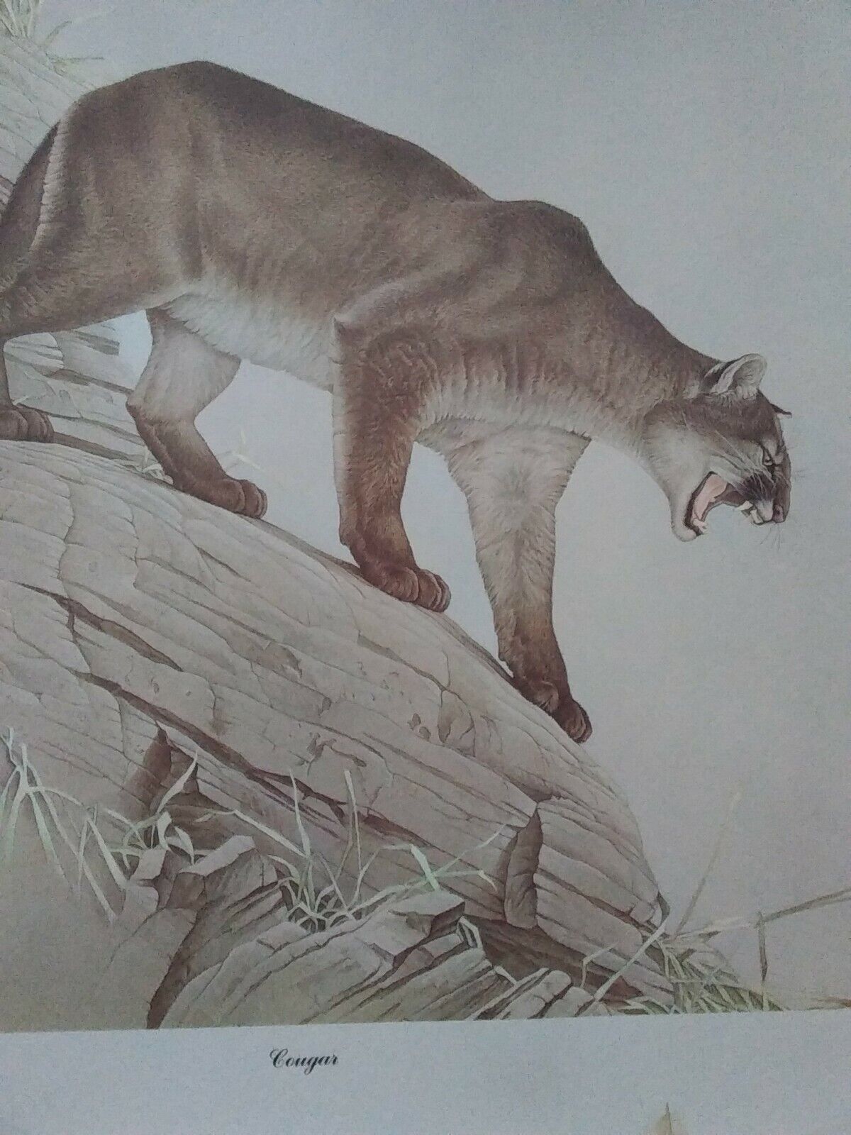 Glen Loates Lithographed Canadian Wildlife Reproduction - Vintage Cougar