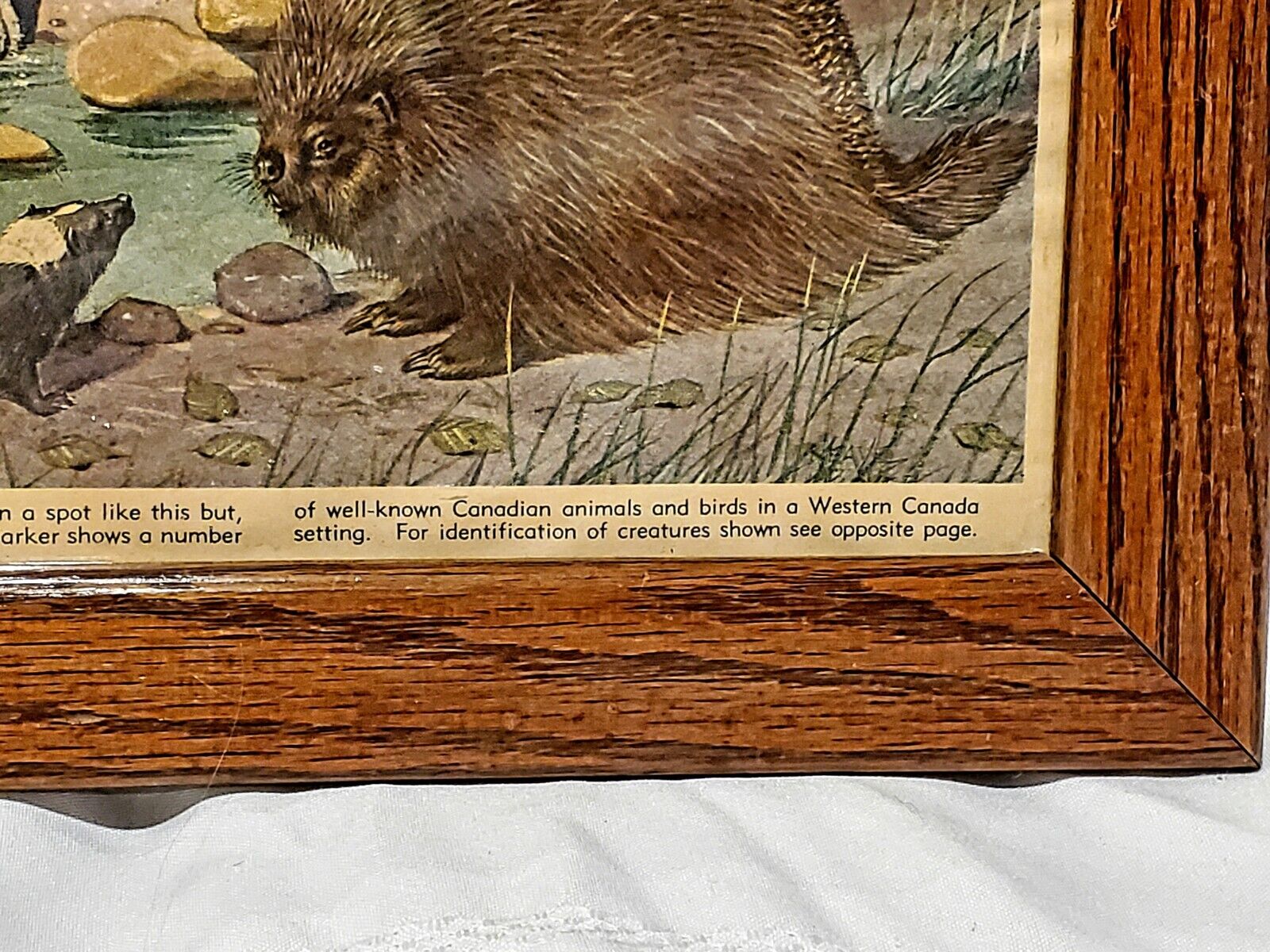 Parker Print: Animals of Canada in Vintage Frame