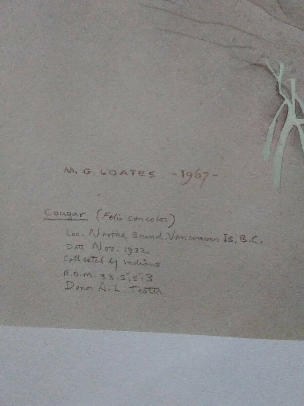 Glen Loates Lithographed Canadian Wildlife Reproduction - Vintage Cougar