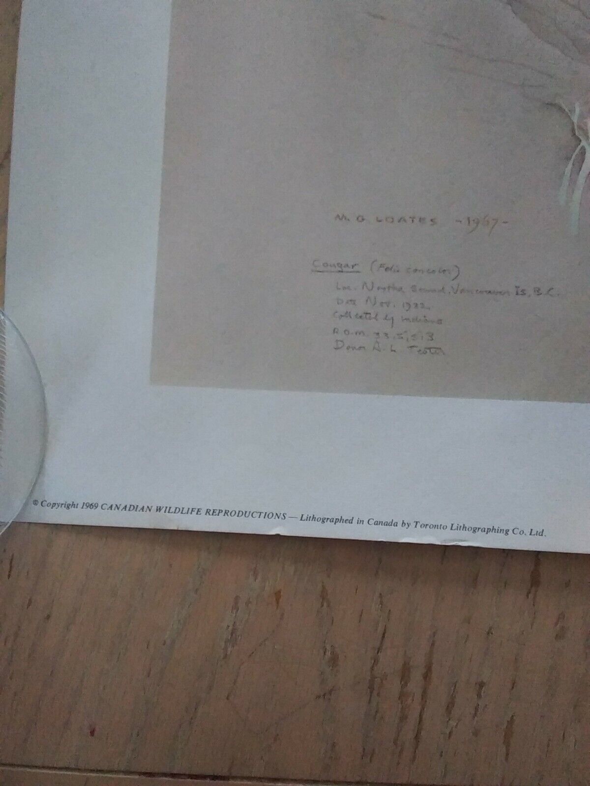 Glen Loates Lithographed Canadian Wildlife Reproduction - Vintage Cougar