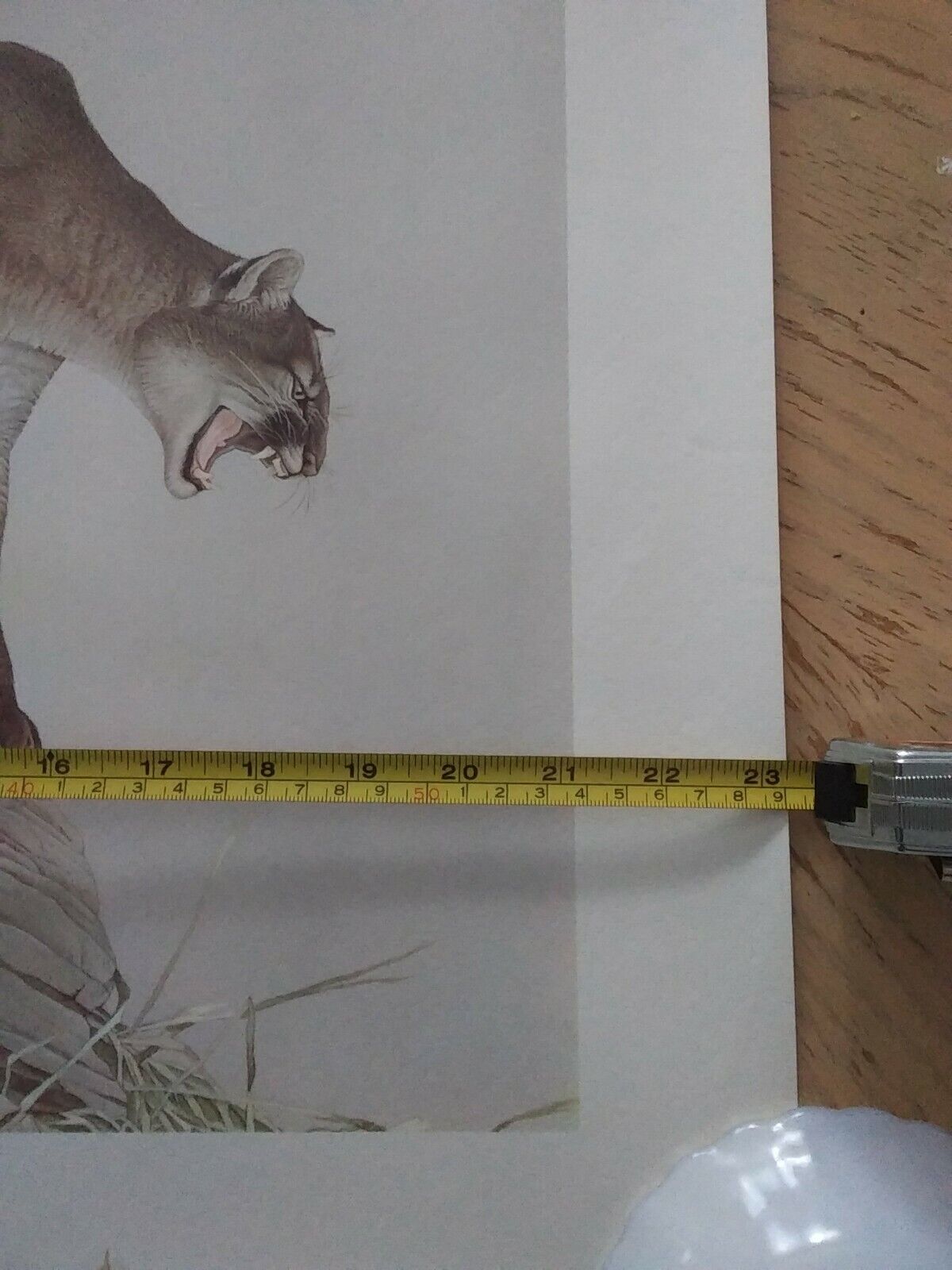 Glen Loates Lithographed Canadian Wildlife Reproduction - Vintage Cougar