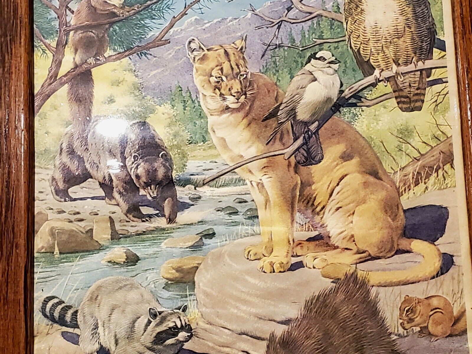 Parker Print: Animals of Canada in Vintage Frame